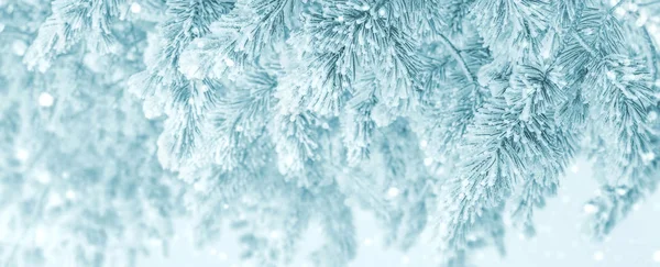 Fondo Invierno Brillante Con Pinos Cubiertos Nieve Fondo Festivo Natural — Foto de Stock