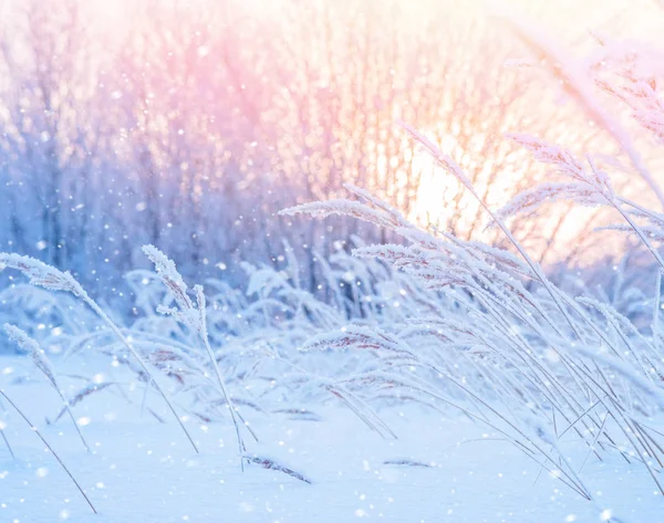 Paisaje Invernal Con Cañas Cubiertas Nieve Sol —  Fotos de Stock