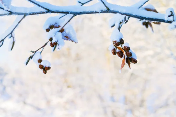 Snow-covered alder branch with cones on  blurred background. Alder branch with cones