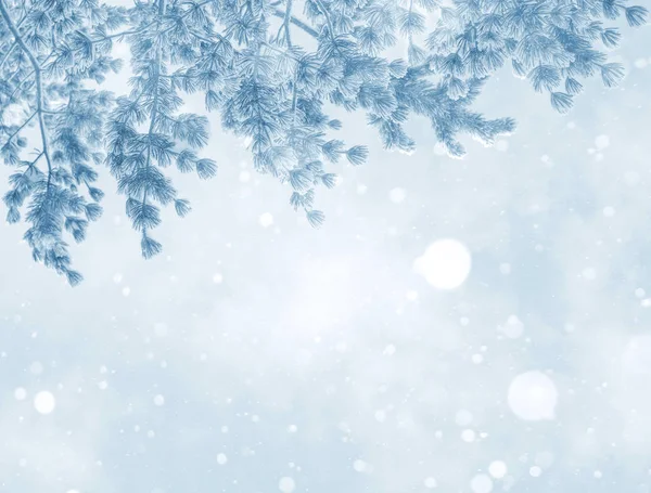 Achtergrond Van Heldere Winter Met Sneeuw Bedekte Pijnbomen Natuurlijke Feestelijke — Stockfoto