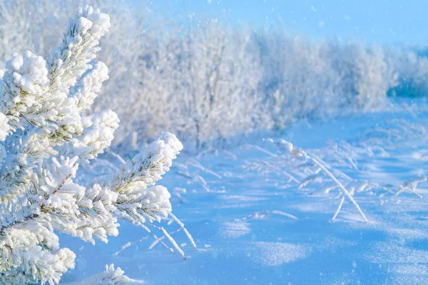 Paisaje Invernal Colorido Paisaje Invernal Con Bosques Nevados Ventisqueros — Foto de Stock