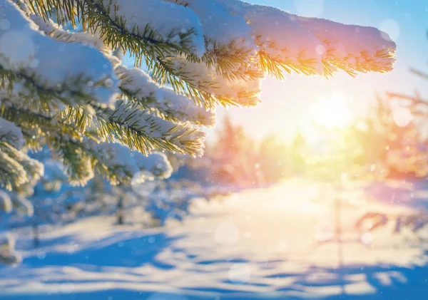 Vinterlandskap Ljusa Vinter Bakgrund Med Frysta Tall Grenar Solnedgången Solen — Stockfoto