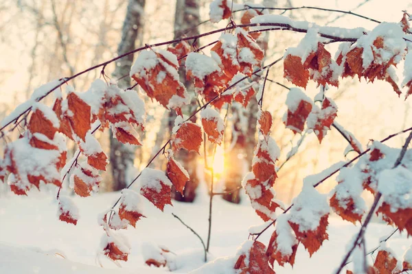 Escena Invierno Bosque Rama Abedul Con Hojas Amarillas Cubiertas Nieve —  Fotos de Stock