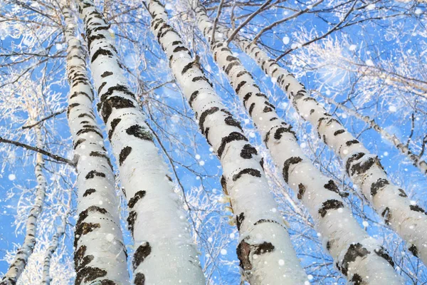 Troncos Hermosos Abedules Contra Cielo Azul Nieve Abedul —  Fotos de Stock