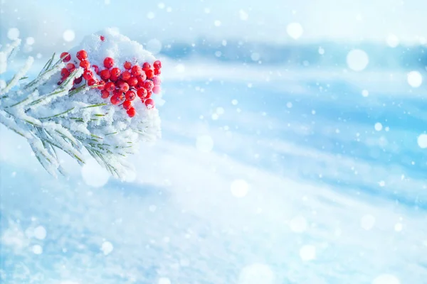 Χειμώνα Φωτεινό Φόντο Συστάδες Από Φωτεινά Κατεψυγμένα Rowan Στα Κλαδιά — Φωτογραφία Αρχείου