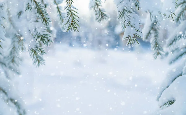 Winterhintergrund Hintergrund Für Die Gestaltung Mit Schneebedeckten Ästen Eines Weihnachtsbaums — Stockfoto