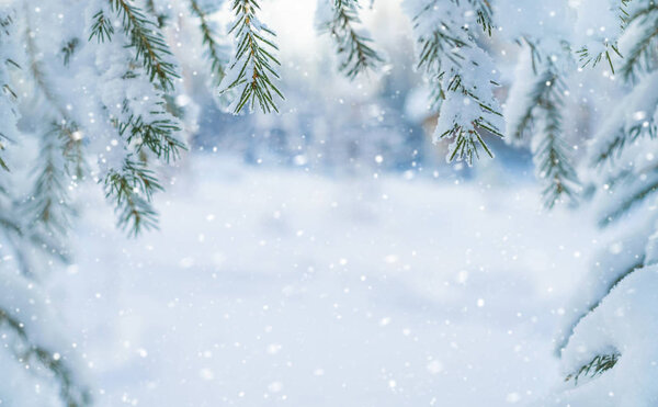 Winter background. Background for design with snow-covered branches of a Christmas tree.
