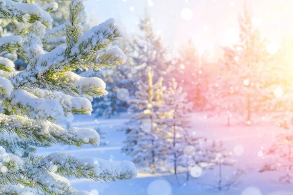 Χειμωνιάτικο Τοπίο Φόντο Λαμπερό Χειμώνα Κατεψυγμένα Pine Κλαδιά Στον Ήλιο — Φωτογραφία Αρχείου