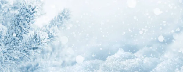 Kış arka plan. Karla kaplı çam dal ve snowdrifts Noel arka plan