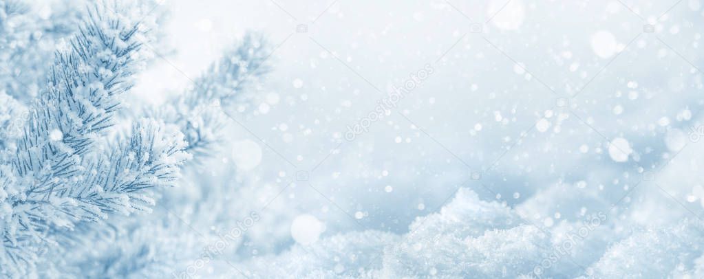 Winter  background. Christmas background with snow-covered pine branch and snowdrifts