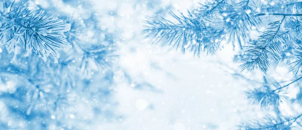 Зимовий Яскравий Фон Snowy Соснових Гілках Заморожені Соснових Гілок Дерев — стокове фото
