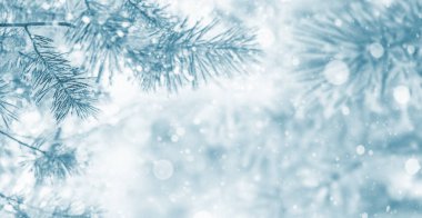 Kış parlak arka plan karlı çam dalları ile. Donmuş çam ağacı dalları.