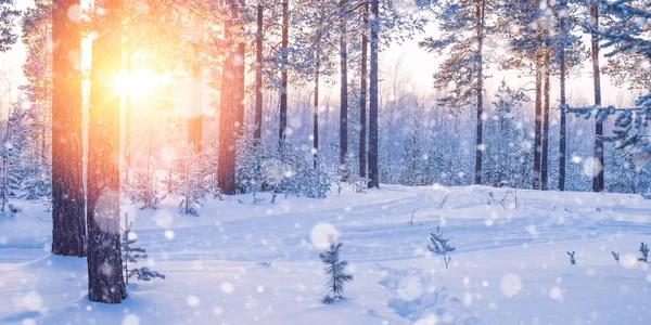 Paisaje Invernal Colorido Atardecer Bosque Coníferas Invierno — Foto de Stock