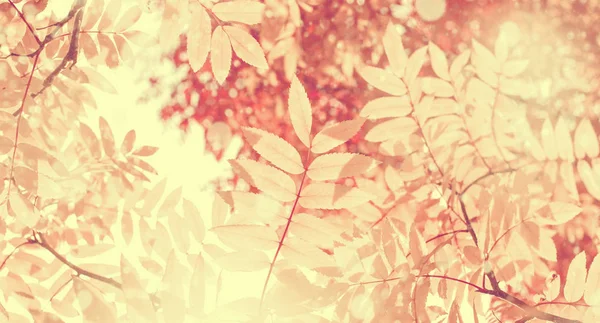 Luminoso Sfondo Autunnale Con Foglie Gialle Cenere Montagna Sole — Foto Stock