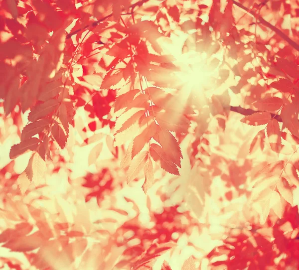 Fond Automnal Lumineux Avec Des Feuilles Rouges Frêne Montagne Soleil — Photo