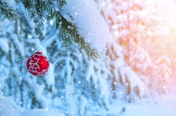 Noel Topları Dalı Karlı Ormanda Çam Kış Festival Arka Plan — Stok fotoğraf