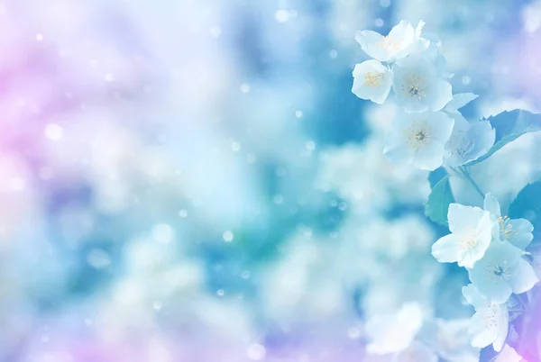 Primavera Sfondo Naturale Con Brillante Gelsomino Fiore Delicato Sfondo Primavera — Foto Stock