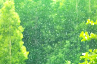 Doğal arka plan. Düşen yağmur damlaları ile yeşil arka plan bulanık