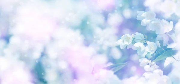 Primavera Sfondo Naturale Con Brillante Gelsomino Fiore Primavera Sfondo Floreale — Foto Stock