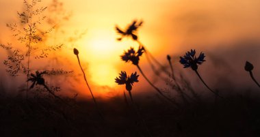 Yaz manzara. Kır çiçekleri akşam gökyüzü arka planı siluetleri