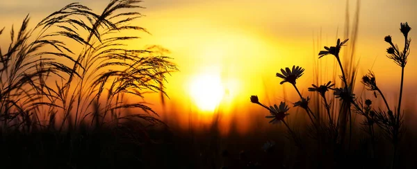 Verão Paisagem Noite Sunse Colorido — Fotografia de Stock