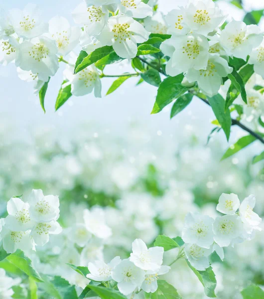 Primavera Sfondo Naturale Con Brillante Gelsomino Fiore Primavera Sfondo Floreale — Foto Stock