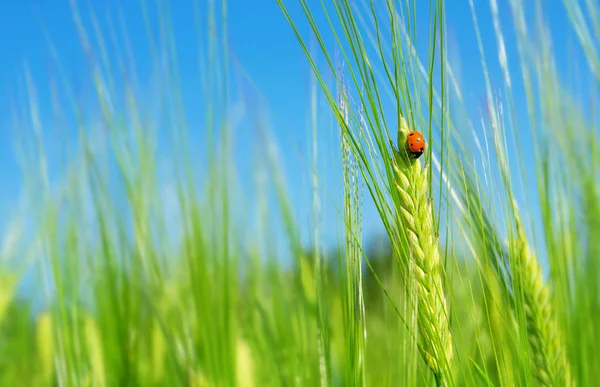 Ladybird yeşil arpa spikelet üzerinde. Uğur böceği üzerinde yeşil arpa ile doğal arka plan