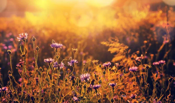 태양의 광선에 야생화 Cornflowers와 풍경입니다 야생화와 — 스톡 사진