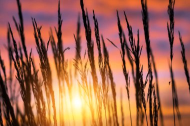 Batan güneşin ışınları fabrikasında reed, yatay yaz. Uzun otların dramatik gökyüzü karşı