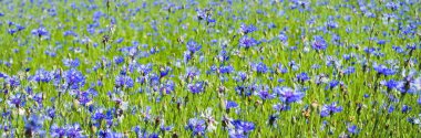 Güzel kır çiçekleri. Alanında parlak çiçek açan cornflowers ile Yaz manzara