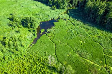 Bataklık manzarası. Yüksekten geçilmez bir bataklığın manzarası. Drone'dan hava fotoğrafçılığı.