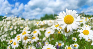 Yaz parlak, yatay, güzel kır çiçekleri camomiles. Papatyalar alanında.