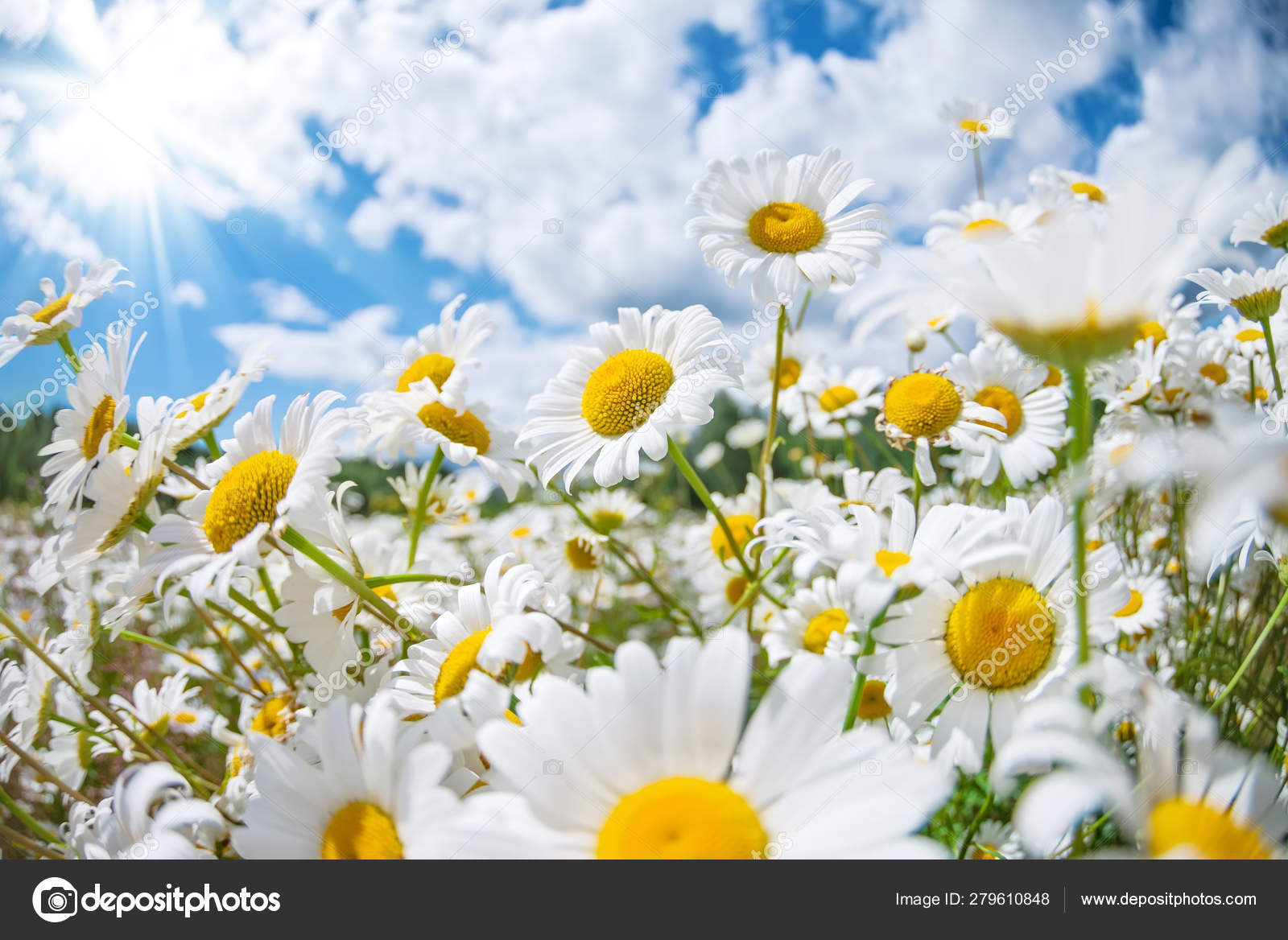 Hermosas Margaritas Sol Verano Brillante Paisaje Con Flores Silvestres  Margaritas — Foto de stock #279610848 © leonidIkan, image size:1600x1168