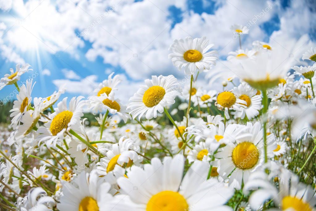 Beautiful daisies in the sun. Summer bright landscape with daisy wildflowers in the meadow.