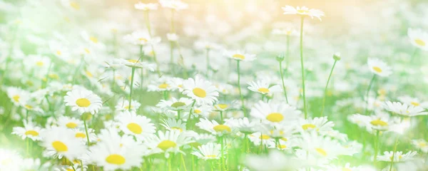 Margherite Sul Campo Estate Paesaggio Luminoso Con Bellissimi Fiori Selvatici — Foto Stock