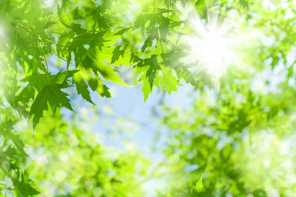 Fondo Primavera Hojas Frescas Brillantes Árbol Arce Luz Del Sol —  Fotos de Stock