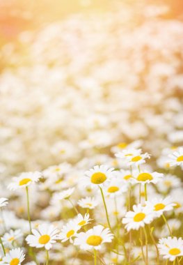 Güneş ışığında güzel papatyalar ile Yaz arka plan. Yaz çayırında tarla papatyaları. 