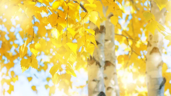 Rami Betulla Con Foglie Gialle Parco Autunno Fondo Autunnale Con — Foto Stock