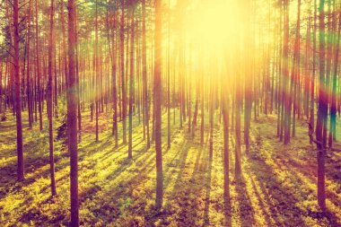 Batan güneşin ışınlarında kozalaklı orman. Kozalaklı ormanda yaz akşamı.