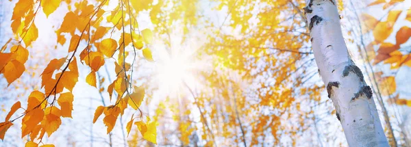 Branches Bouleau Avec Des Feuilles Jaunes Dans Parc Automne Pendaison — Photo