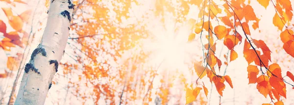 Rami Betulla Con Foglie Gialle Parco Autunno Appeso Foglie Betulla — Foto Stock