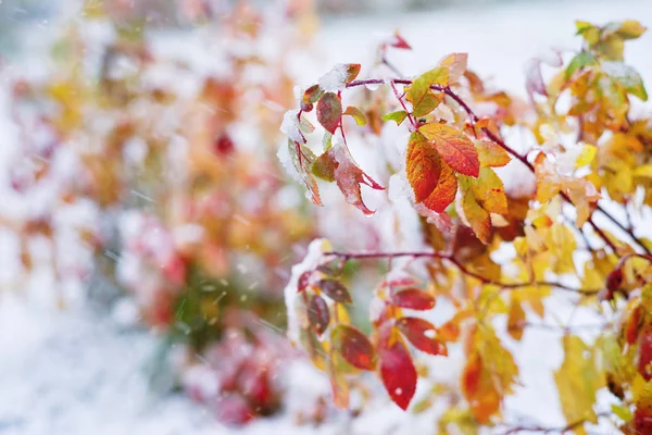 Herbsthintergrund Strauch Mit Roten Und Gelben Blättern Die Von Schnee — Stockfoto