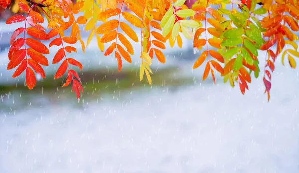 Podzimní Pozadí Horská Větev Barevnými Listy Prvním Sněhu — Stock fotografie