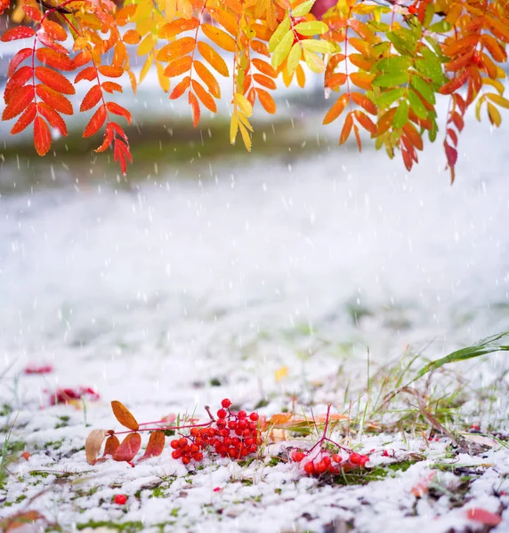 Podzimní Pozadí Podzimní Krajina Červeným Popelem Pod Prvním Sněhem — Stock fotografie