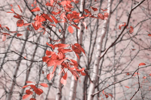 Sonbahar Manzarası Kırmızı Sonbahar Yapraklı Huş Dalı — Stok fotoğraf