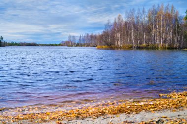 Sonbahar manzarası. Göle dökülen sarı sonbahar yaprakları.