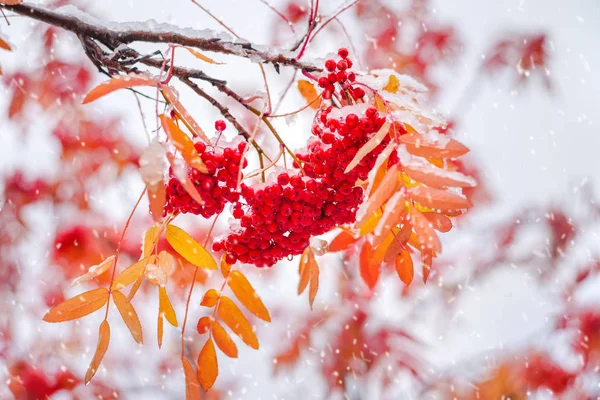 Bunches Red Rowan Covered First Snow Red Rowan Berries Yellow — Stock Photo, Image