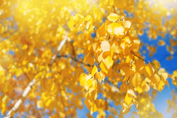 Fond Automne Avec Des Branches Bouleau Aux Feuilles Jaunes Branches — Photo