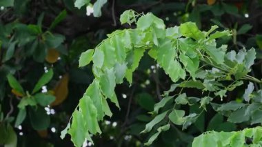 Rüzgarda dallar sallanırken yağmur damlaları usulca düşer. Sessiz ritim, rüzgâr, çiseleme ve yeşili karıştırır. Huzurlu bir hareket anında..