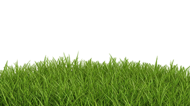 Fresh Green Grass Isolated on Transparent Background